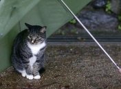 В Украину идут дожди и грозы