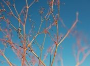 Прогноз погоды в Украине на сегодня: солнечно почти во всех областях