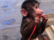 "Что значит дети" - в бердянском зоопарке обезьяна играет со львом (видео)