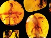 В янтаре обнаружены древнейшие хамелеоны