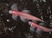 Ученые обнаружили рыбу, которая умеет ходить 