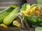 Как нельзя поливать кабачки