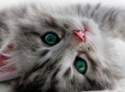 Язык тела кошек