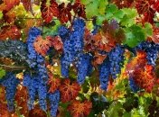 Прогноз погоды в Украине на 28 августа: будет тепло и солнечно