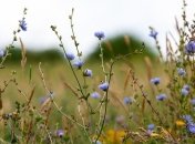 Полезные свойства и противопоказания цикория