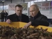 владимир путин трогает шишки