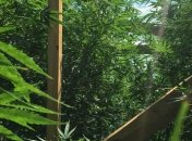 В Николаевской области мужчина вырастил на 12 млн грн конопли