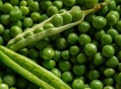 Приметы и обряды на 9 мая – День Глафиры Горошницы