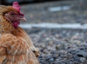 Курятина: Цены в Украине на 30% ниже, чем в ЕС