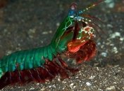 ТОП животных с суперспособностями (Фото)