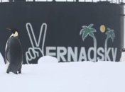 Цікавий гість розбурхав українських полярників (Фото)