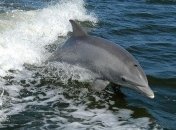 С начала года на грузинский берег Черного моря выбросило 50 мертвых дельфинов