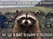 Украинские еноты - животные не простые