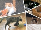 Пушистики в любое время года поднимают настроение