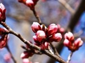 Прогноз погоды на 12 апреля: на Пасху в Украине потеплеет до +22