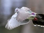 Биологи узнали, для чего голуби используют шум крыльев