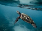 Люди могут восстановить экосистемы океанов к 2050 году