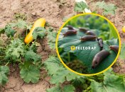 Слимаки не зіпсують ваш урожай, якщо зробити природний бар’єр