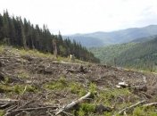 На территории Закарпатской области до сих пор не учтены 21 тыс. га леса