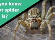 Новий австралійський додаток визначає вид павуків і змій за фото