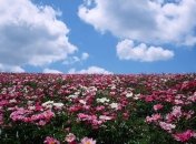Грандиозная выставка цветов на Спивочем поле в Киеве