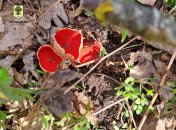 Саркосцифа может появляться рядом с первыми цветами и травой