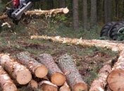 В ближайшее время Кабмин представит интерактивную карту по незаконной рубке леса