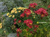 Хризантемы цветут в ноябре