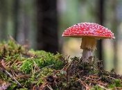 Циклон Brigitte нам не страшний: синоптик розповіла, якою буде погода в Україні на початку тижня