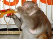 Названа тройка самых пьющих стран Европы