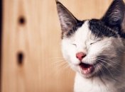 Недовольные, худеющие и другие пушистые морды: веселые картинки и мемы с кошками за неделю (фото, видео)