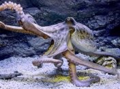 Биологи обнаружили необычный "город осьминогов" 