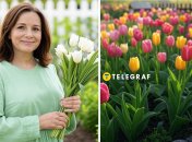 Узнайте, почему нельзя срезать тюльпаны после цветения