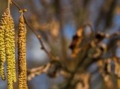 Ирина рассадница: приметы и обряды на 29 апреля