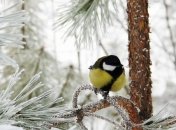 Теплая зима в Украине: еще несколько солнечных дней, потом - дожди