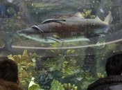 Умерла акула из киевского ТРЦ