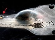 Ученым удалось создать головастиков, у которых глаза на хвосте