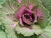 Лунный посевной календарь с 19 августа по 25 августа 2019 года