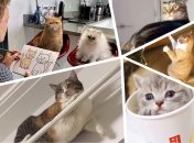 Если вы еще не выбрали себе занятие по жизни, наши пушистики вам подскажут