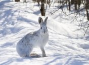 Встречайте зиму