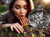 Почему на земле появляется плесень, и что с ней делать