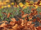 Накроет сильнейший ветер: в ГСЧС предупредили украинцев