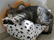 Неделя будет отличной для Тельцов, Близнецов, Львов, Стрельцов, Козерогов и Водолеев