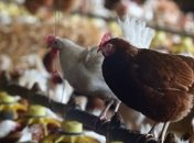 ЄС зняв заборону на ввезення м'яса птиці з України