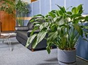 Растения повысят работоспособность ваших сотрудников