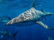Повышенная кислотность Мирового океана разрушает чешую акул (Фото)