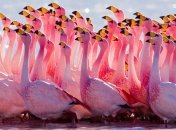 Розовые фламинго впервые прилетели в Украину