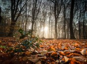 Какой сегодня праздник - День святых Прова, Тараха и Андроника