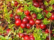 Что нужно кушать, если хотите поумнеть?