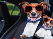 Instagram разместил видеорекламу